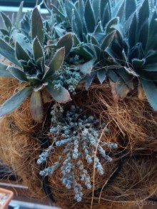 Тропическая зима в аптекарском огороде