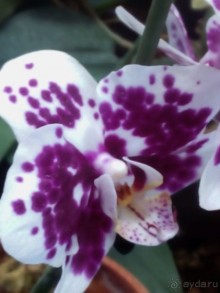 Тропическая зима в аптекарском огороде