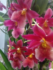 Тропическая зима в аптекарском огороде