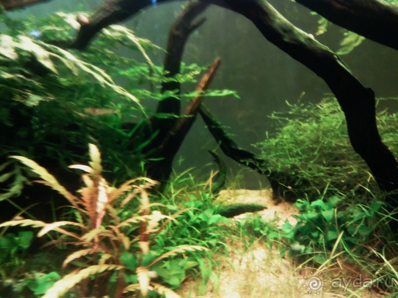 Тропическая зима в аптекарском огороде