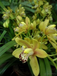 Тропическая зима в аптекарском огороде