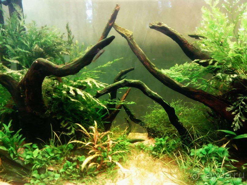 Тропическая зима в аптекарском огороде