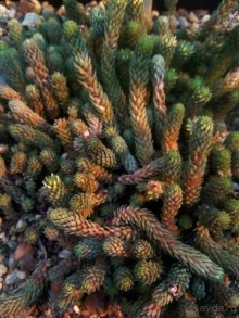 Тропическая зима в аптекарском огороде