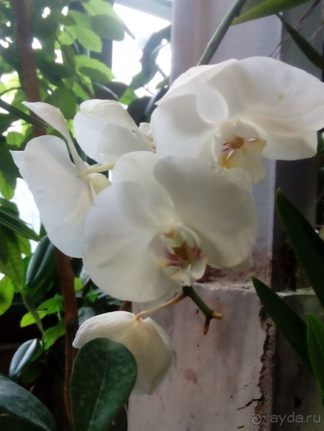 Тропическая зима в аптекарском огороде