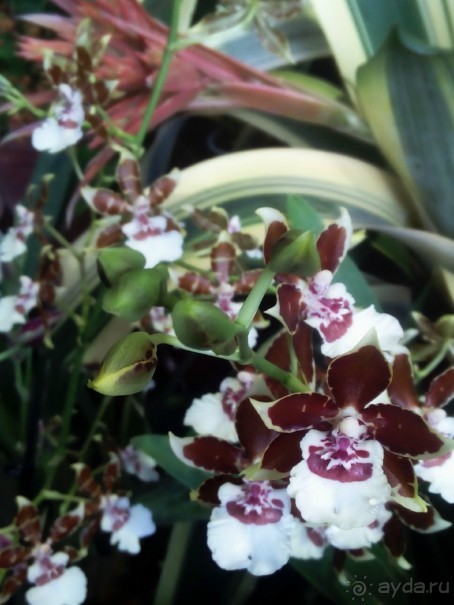 Тропическая зима в аптекарском огороде