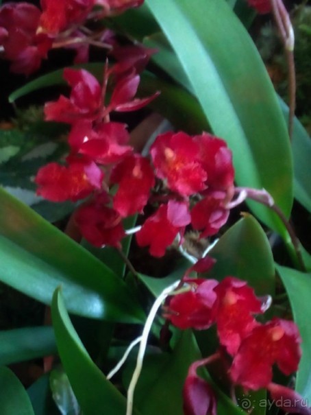 Тропическая зима в аптекарском огороде