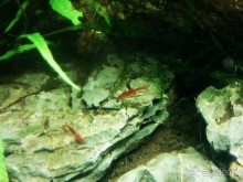 Тропическая зима в аптекарском огороде