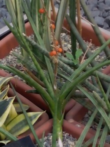 Тропическая зима в аптекарском огороде