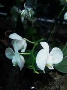 Тропическая зима в аптекарском огороде