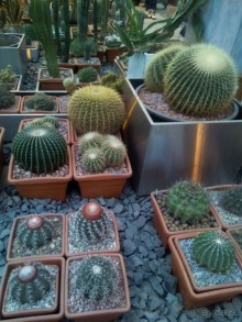 Тропическая зима в аптекарском огороде