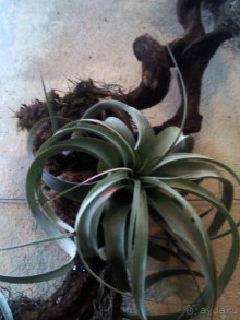 Тропическая зима в аптекарском огороде