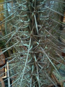 Тропическая зима в аптекарском огороде