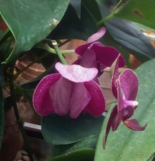 Тропическая зима в аптекарском огороде