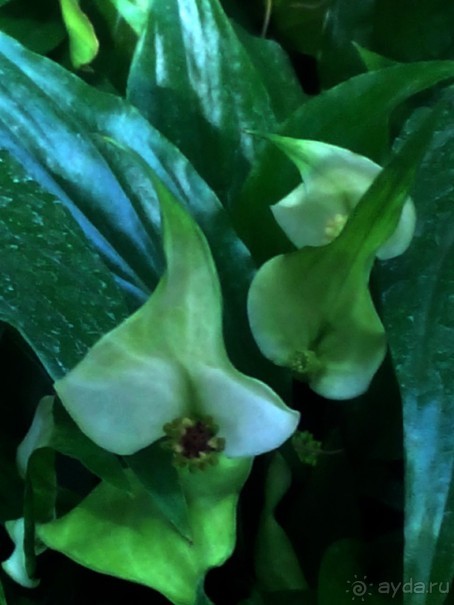 Тропическая зима в аптекарском огороде