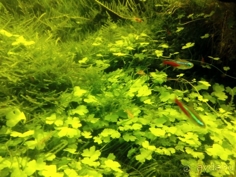 Тропическая зима в аптекарском огороде