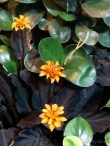 Тропическая зима в аптекарском огороде