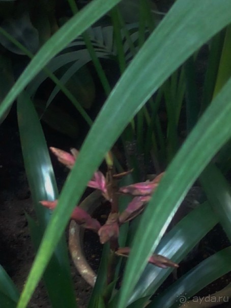 Тропическая зима в аптекарском огороде