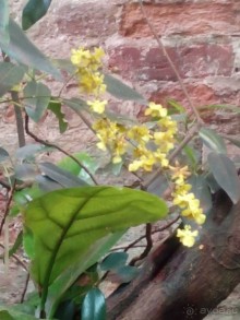 Тропическая зима в аптекарском огороде