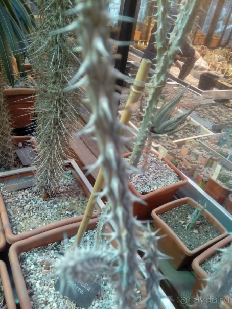 Тропическая зима в аптекарском огороде