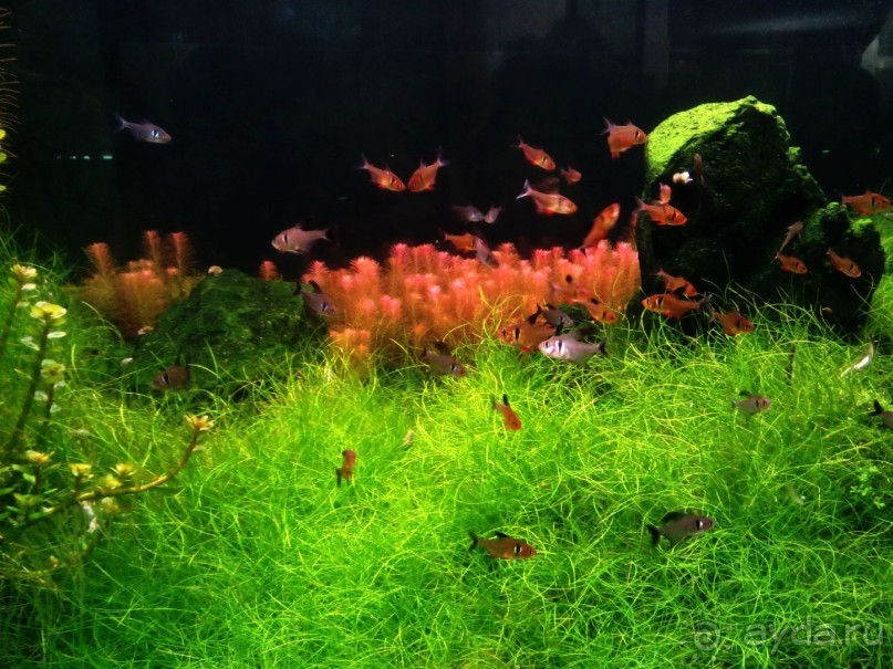 Тропическая зима в аптекарском огороде