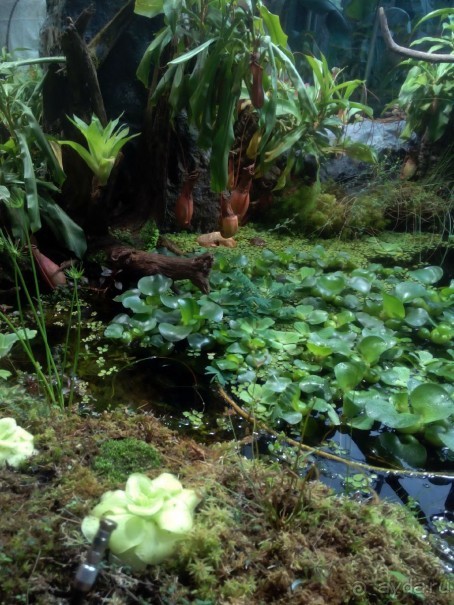 Тропическая зима в аптекарском огороде