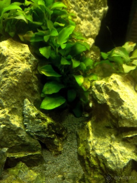 Тропическая зима в аптекарском огороде