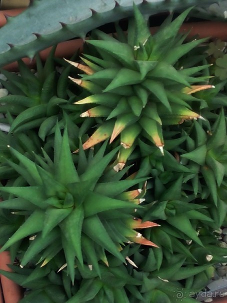 Тропическая зима в аптекарском огороде