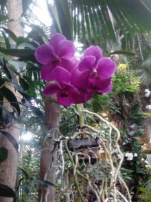 Тропическая зима в аптекарском огороде