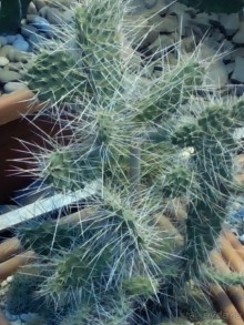 Тропическая зима в аптекарском огороде