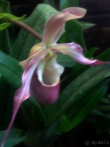 Тропическая зима в аптекарском огороде