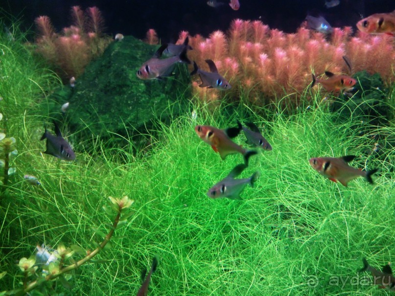 Тропическая зима в аптекарском огороде