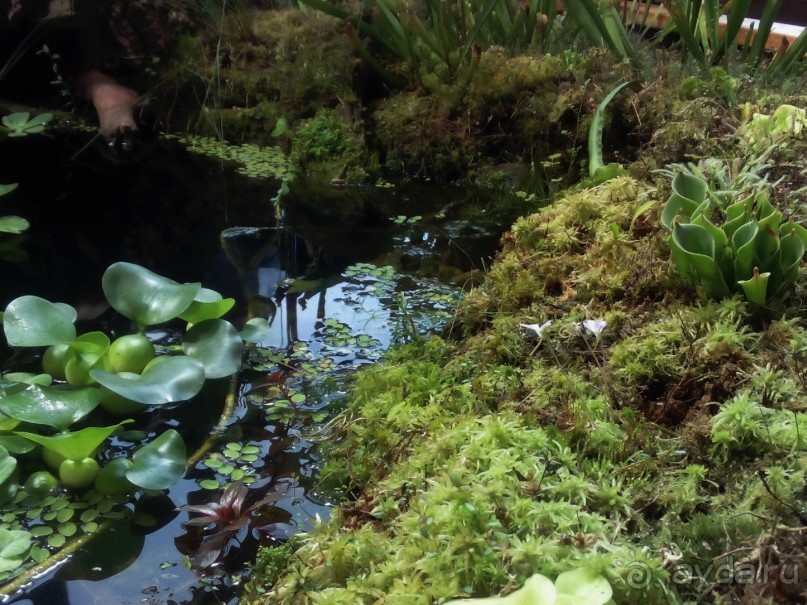 Тропическая зима в аптекарском огороде