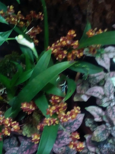 Тропическая зима в аптекарском огороде