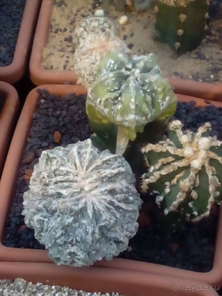 Тропическая зима в аптекарском огороде