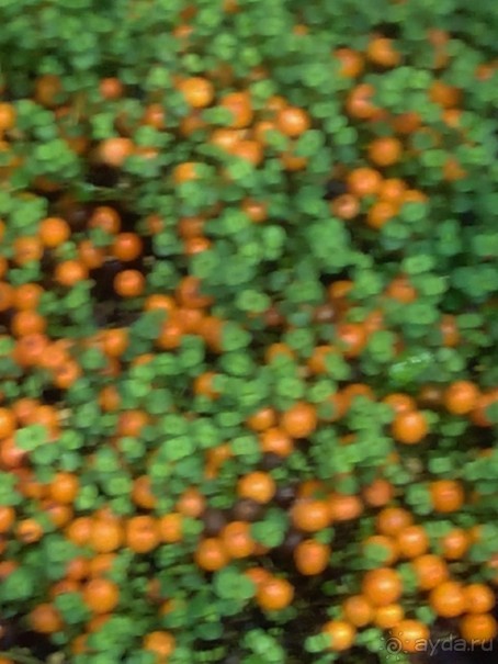 Тропическая зима в аптекарском огороде