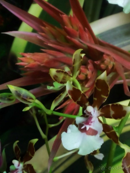 Тропическая зима в аптекарском огороде