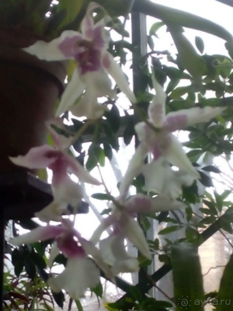 Тропическая зима в аптекарском огороде