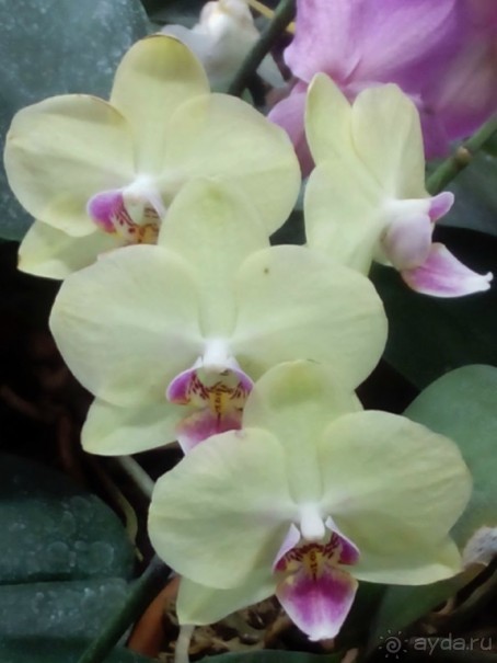 Тропическая зима в аптекарском огороде