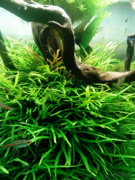 Тропическая зима в аптекарском огороде