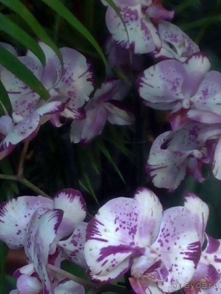 Тропическая зима в аптекарском огороде