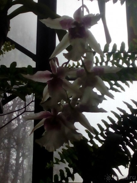 Тропическая зима в аптекарском огороде