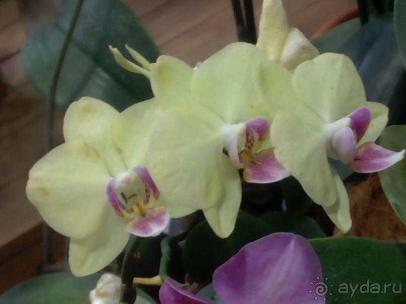 Тропическая зима в аптекарском огороде