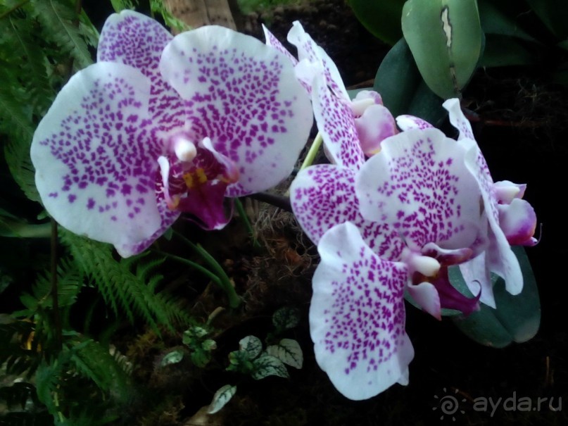 Тропическая зима в аптекарском огороде