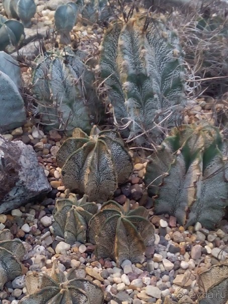 Тропическая зима в аптекарском огороде
