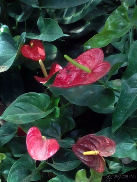 Тропическая зима в аптекарском огороде