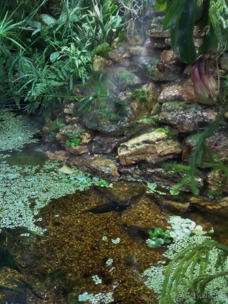 Тропическая зима в аптекарском огороде