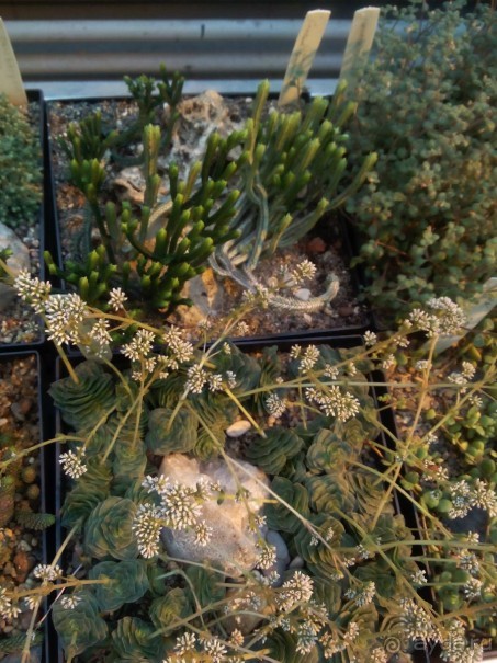 Тропическая зима в аптекарском огороде