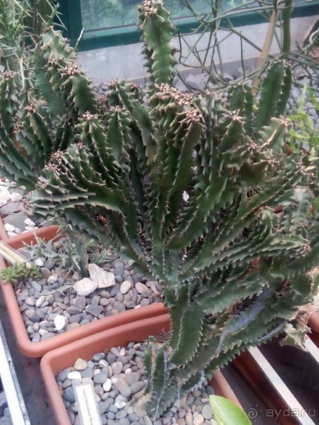 Тропическая зима в аптекарском огороде