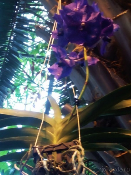 Тропическая зима в аптекарском огороде