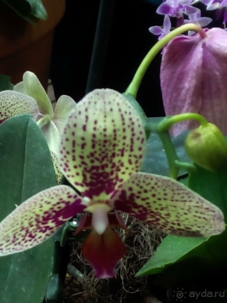 Тропическая зима в аптекарском огороде